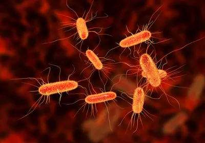 Artist’s rendering of bright orange <em >E. coli </em>bacteria Artist’s rendering of bright orange <em >E. coli </em>bacteria